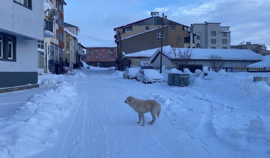 Kanîreş de zimistano xidar: Kuçeyan de kes çîn yo