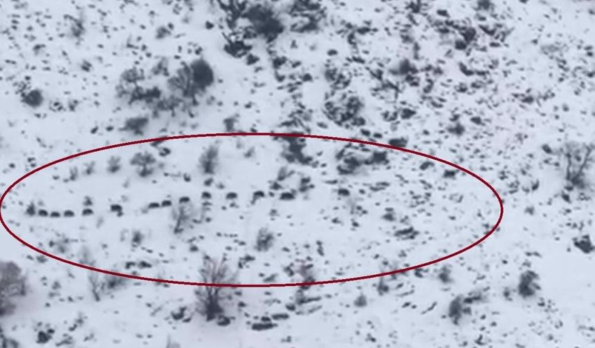 Şankuş de qefeleyêkê xozan