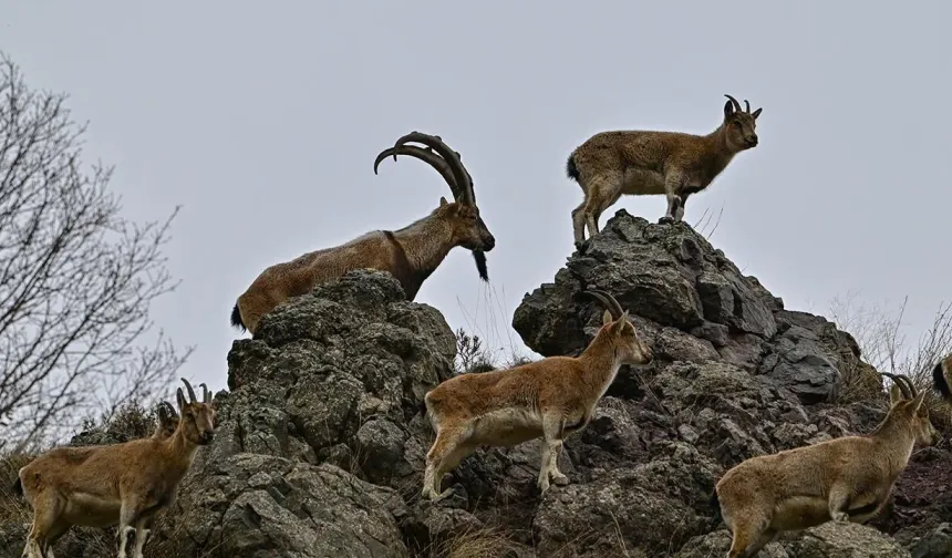 Çolîgî de çend hezar pezkovî estê?