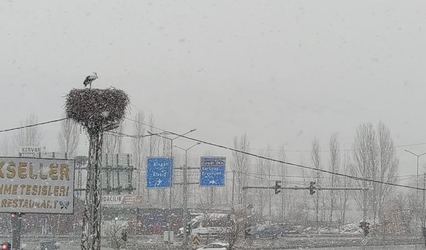 Mêmanî wisarî (leglegî) emser lez ameyî Çewlîg