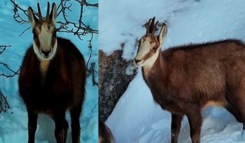 Şamuayê (pezkovî) Dêrsimî