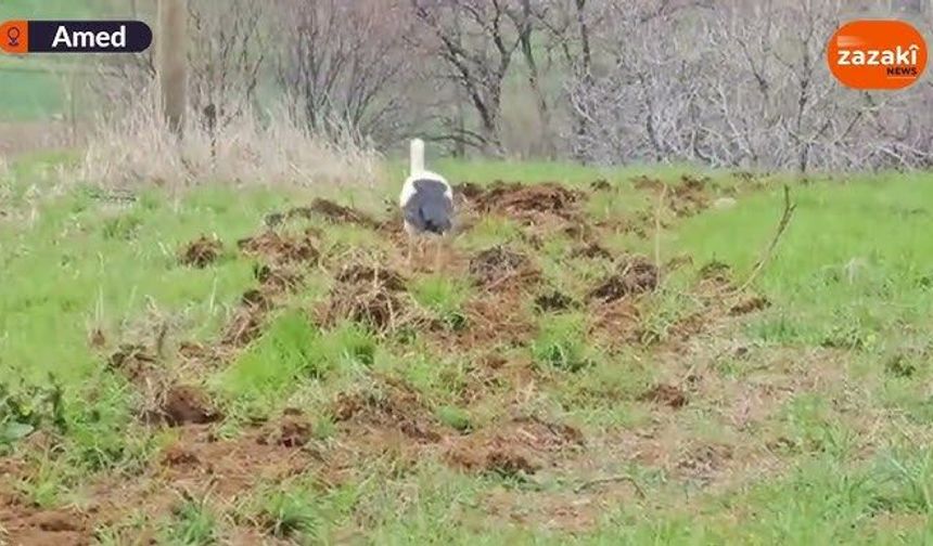 Erxenî: Leglege emser zî welatê ma xo rê kerda halîn