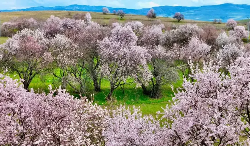 Pêrtage de vamêran vilî akerdî