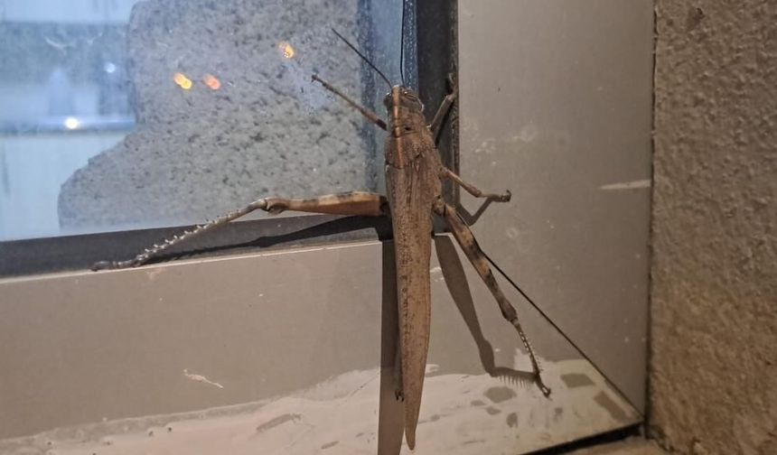 Amed de yew melego gird