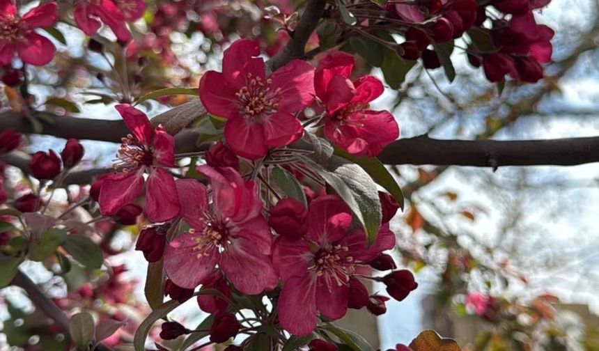 Amed de darî bi vilanê sûran xemilîyayî