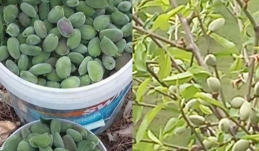 Çêrmûge de hasadê verên ê vaman dest pêkerd