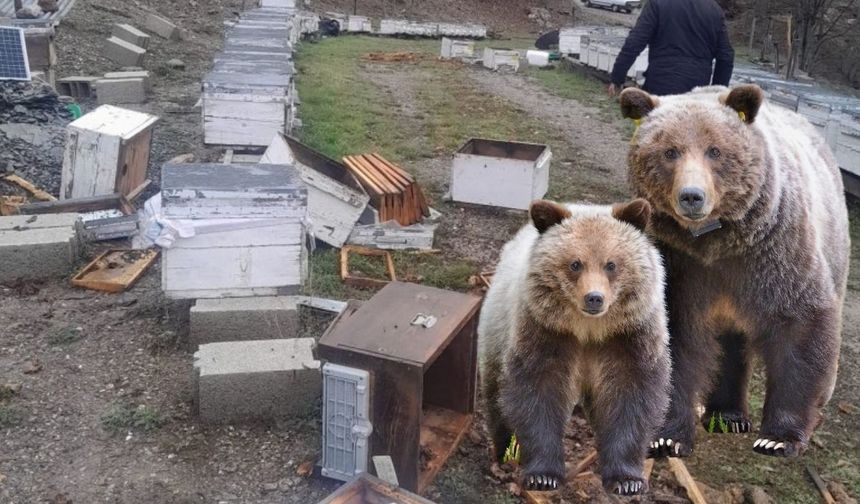 Dêrsim: Heşê ke hewnê zimistanî ra wariştî, kuwareyê hingan parçe kerdî