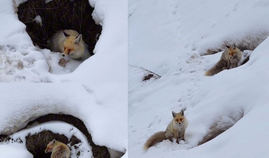 Koyanê Çolîgî de di lûyê sûrî
