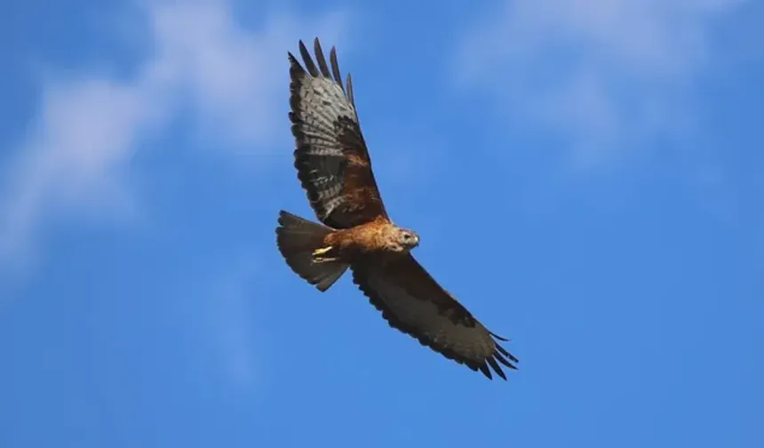 Çolîg de yew helîyo çal o sûrex