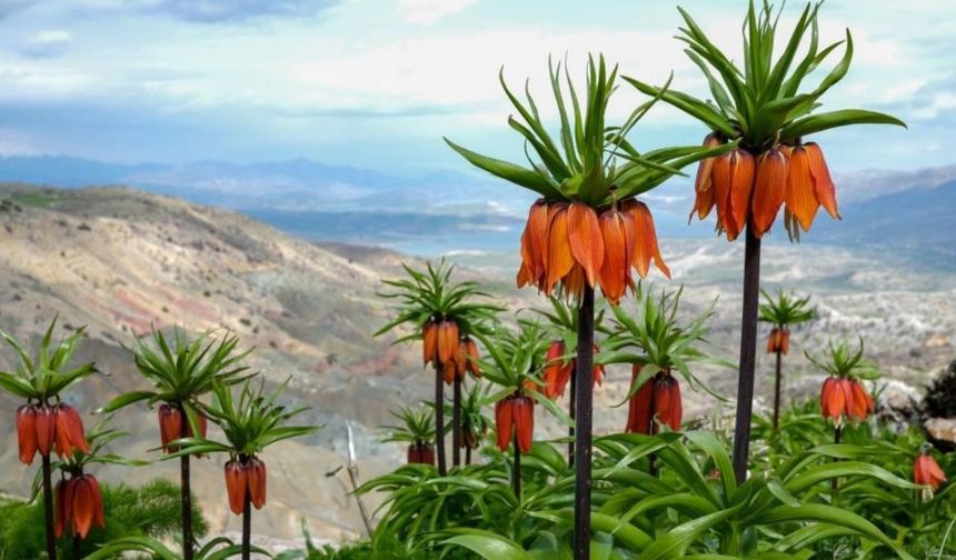 Amed de, Koyê Saqizî de Gûlarî akerdî