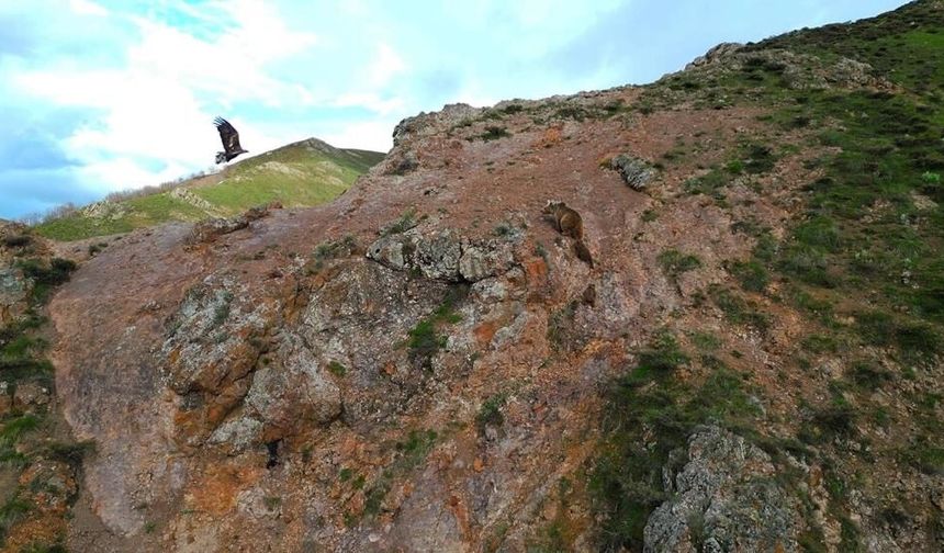 Çolîg: Qetalî kerd ke kudikê heşe bero