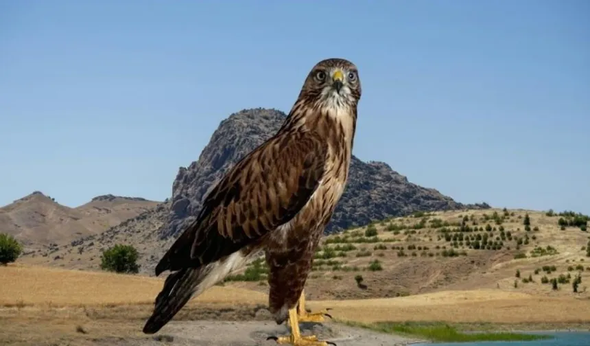 Qertalê Dêrsimî yo dirbetin