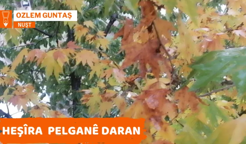 Heşîra Pelganê Daran