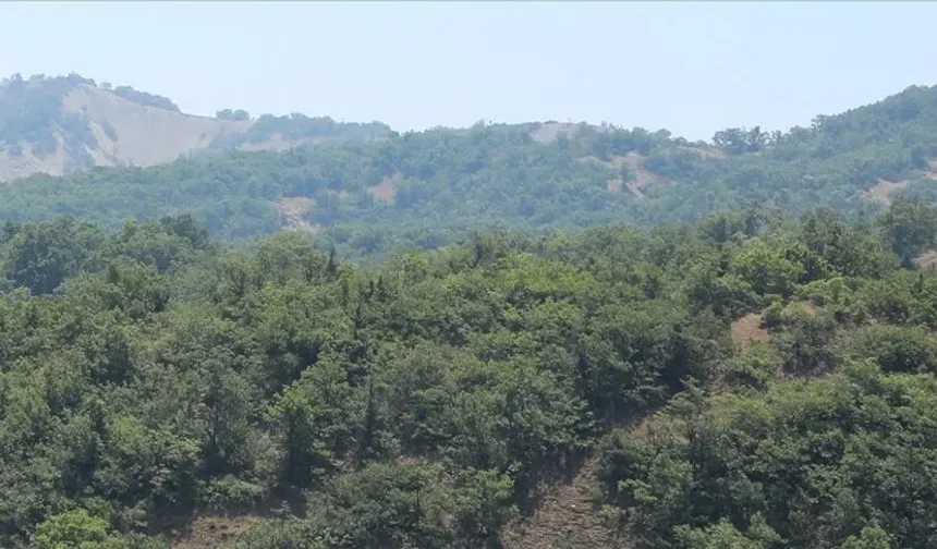 ÇOLÎG: Dewkewtişê daristanan qedexe bîyo