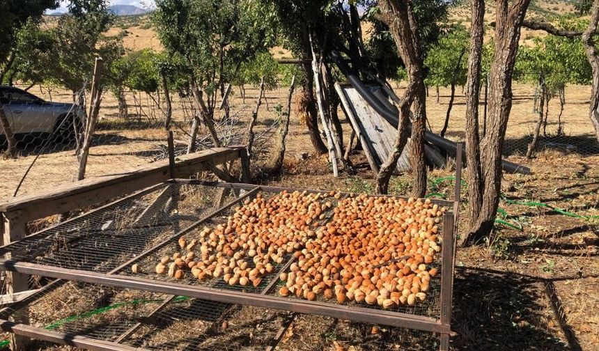 Çewlîg de wextê gozan o: 150 donimî ra 6 ton gozî ameyî arêdayîş