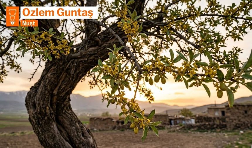 ŞÎYA SINCE DE SEWDA