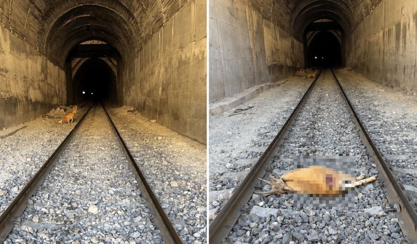 Xarpêt de trêne da pezkovîyan ro: Pezkovîyêk merd