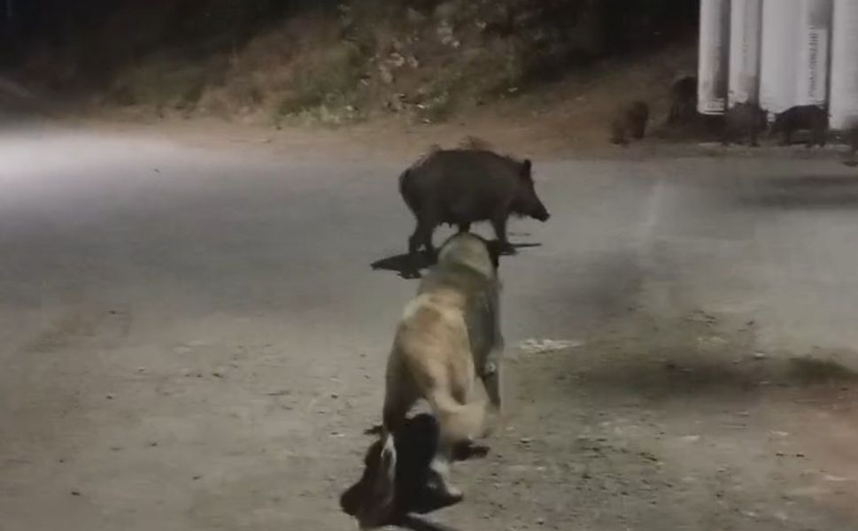 Dêrsim de xozî ameyî mîyanê sûke