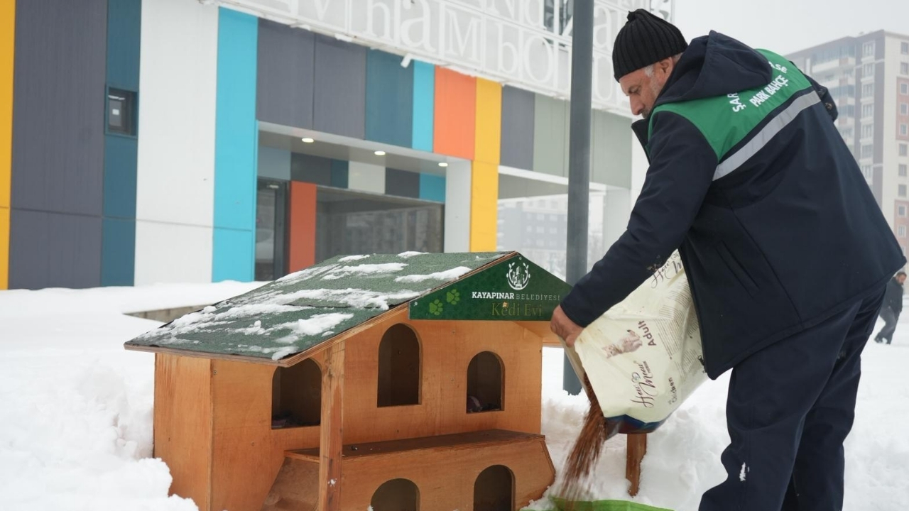 Diyarbakir Sokak Hayvanlari