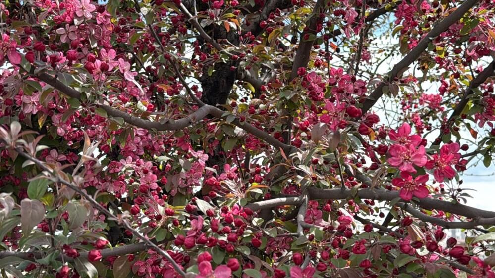 Amed De Darî Bi Vilanê Sûran Xemilîyayî (2)