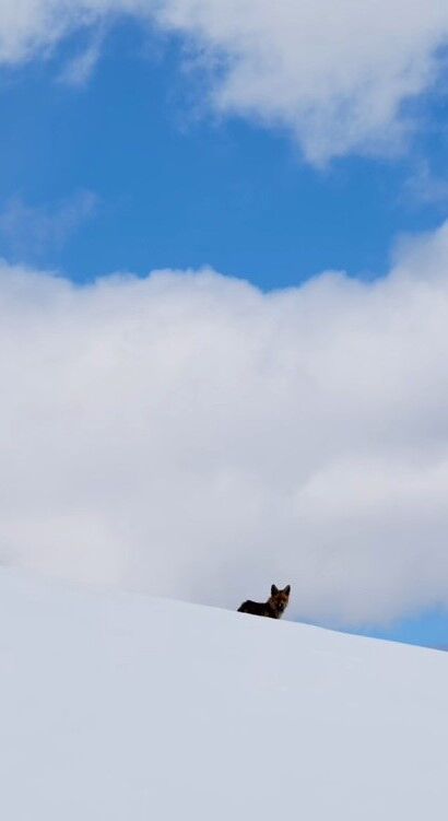 Koyanê Çolîgî De Di Lûyê Sûrî (2)