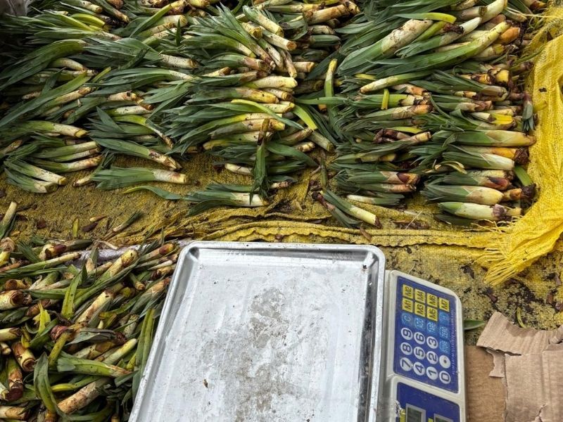 Kulturê Werdanê Zazayan 1