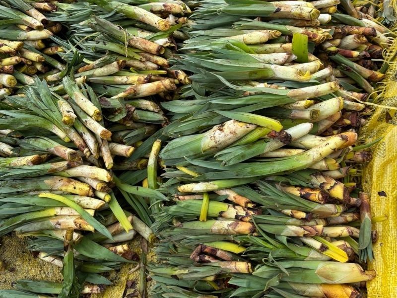 Kulturê Werdanê Zazayan2